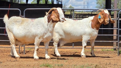 2 X BOER GOAT DOE F.BOUWER (Per animal to take the lot)
