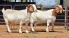 2 X BOER GOAT DOE F.BOUWER (Per animal to take the lot)