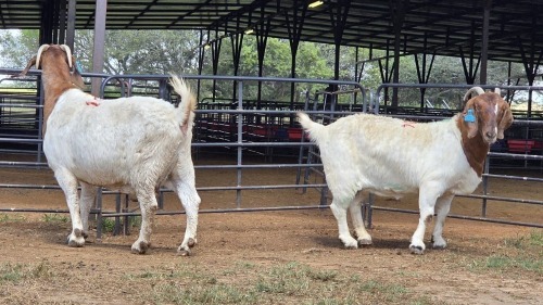 2 X BOER GOAT DOE F.BOUWER (Per animal to take the lot)