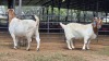 2 X BOER GOAT DOE F.BOUWER (Per animal to take the lot)