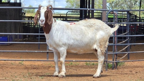 1 X BOER GOAT DOE F.BOUWER