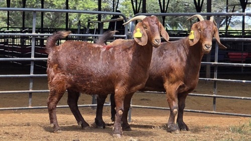 2 X KALAHARI RED DOE F.BOUWER (Per animal to take the lot)