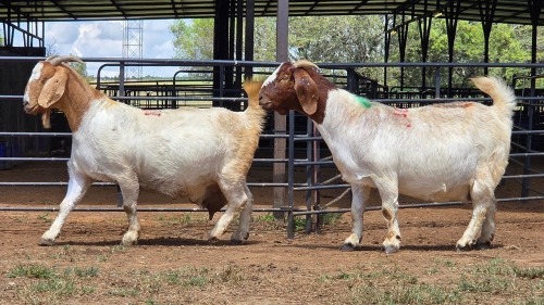 2 X BOER GOAT DOE F.BOUWER (Per animal to take the lot)