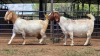 2 X BOER GOAT DOE F.BOUWER (Per animal to take the lot)