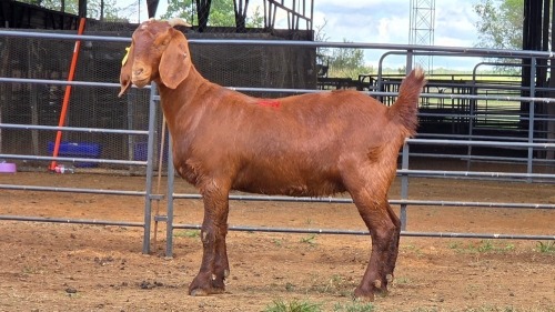 1 X KALAHARI RED DOE F.BOUWER