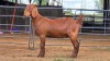 1 X KALAHARI RED DOE F.BOUWER