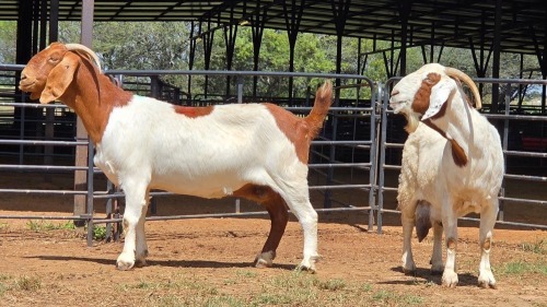 2 X BOER GOAT DOE F.BOUWER (Per animal to take the lot)