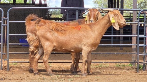 2 X KALAHARI RED DOE F.BOUWER (Per animal to take the lot)