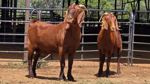 2 X KALAHARI RED DOE F.BOUWER (Per animal to take the lot)