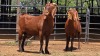 2 X KALAHARI RED DOE F.BOUWER (Per animal to take the lot)
