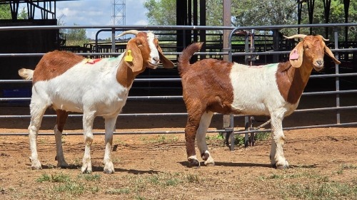 2 X KALAHARI RED DOE F.BOUWER (Per animal to take the lot)