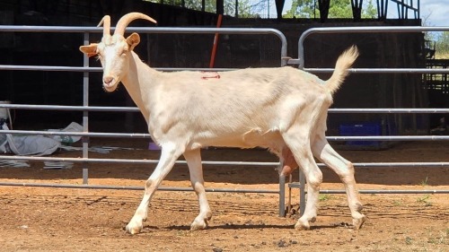 1 X SAANEN CROSS DOE F.BOUWER