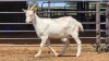 1 X SAANEN DOE F.BOUWER