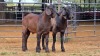 2 X CAPE LOB EAR BUCK WILMEG PTY LTD (Per animal to take the lot)