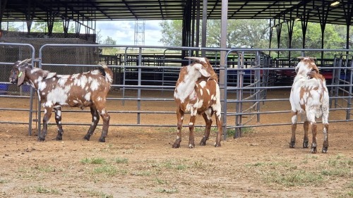 3 X CAPE LOB EAR BUCK WILMEG PTY LTD (Per animal to take the lot)