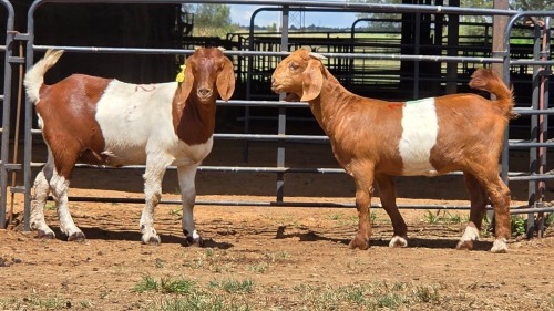 2 X KALAHARI RED DOE F.BOUWER (Per animal to take the lot)