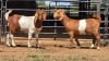 2 X KALAHARI RED DOE F.BOUWER (Per animal to take the lot)
