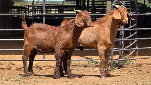 2 X CAPE LOB EAR BUCK WILMEG PTY LTD (Per animal to take the lot)