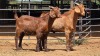 2 X CAPE LOB EAR BUCK WILMEG PTY LTD (Per animal to take the lot)