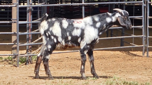1 X CAPE LOB EAR BUCK WILMEG PTY LTD