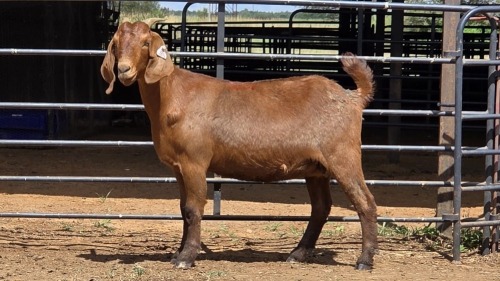 1 X KALAHARI RED DOE WILMEG PTY LTD