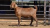 1 X KALAHARI RED DOE WILMEG PTY LTD