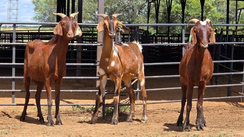 3 X CAPE LOB EAR CROSS DOE WILMEG PTY LTD (Per animal to take the lot)