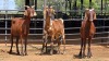 3 X CAPE LOB EAR CROSS DOE WILMEG PTY LTD (Per animal to take the lot)
