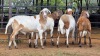 4 X MEATMASTERS RAM WILMEG PTY LTD (Per animal to take the lot)