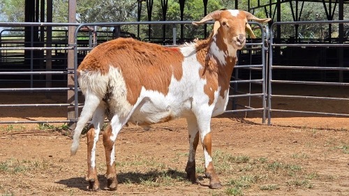 1 X DAMARA RAM WILMEG PTY LTD