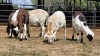 4 X MEATMASTERS RAM WILMEG PTY LTD (Per animal to take the lot)