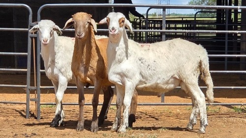 3 X MEATMASTERS RAM WILMEG PTY LTD (Per animal to take the lot)