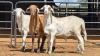 3 X MEATMASTERS RAM WILMEG PTY LTD (Per animal to take the lot)