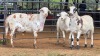 3 X MEATMASTERS RAM WILMEG PTY LTD (Per animal to take the lot)