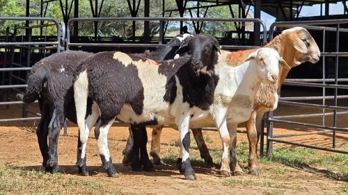 4 X MEATMASTERS RAM WILMEG PTY LTD (Per animal to take the lot)