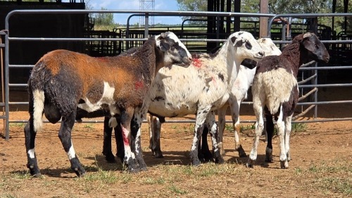 5 X MEATMASTERS RAM WILMEG PTY LTD (Per animal to take the lot)