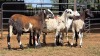 5 X MEATMASTERS RAM WILMEG PTY LTD (Per animal to take the lot)