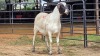1 X DORPER X MEATMASTERS EWE WILMEG PTY LTD