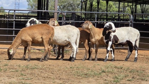 5 X MEATMASTERS RAM WILMEG PTY LTD (Per animal to take the lot)