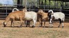5 X MEATMASTERS RAM WILMEG PTY LTD (Per animal to take the lot)