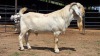 1 X SAVANNA BUCK ONSKANWERKE KONSTRUKSIE