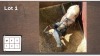 1X Blouwildebees M:1