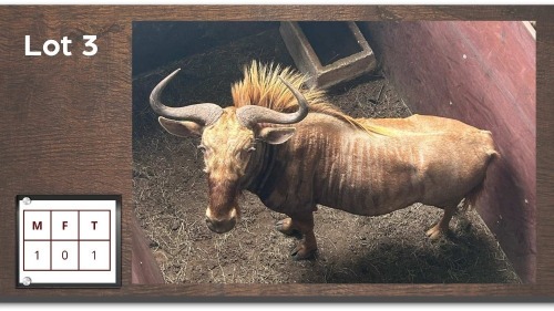 1X Goue Wildebees M:1