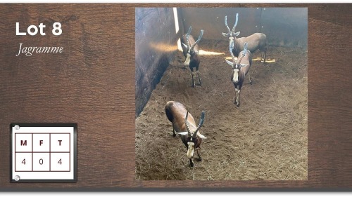 4X Blesbok Jagramme M:4 (Per Piece to take the lot/Per stuk om lot te neem)