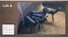 5X Swart Rooibok V/F:5 (Per Piece to take the lot/Per stuk om lot te neem)