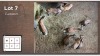 7X Blesbok Lammers M: V/F: (Per Piece to take the lot/Per stuk om lot te neem)