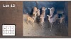 8X Rooibok V/F:8 (Per Piece to take the lot/Per stuk om lot te neem)