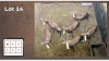 6X Blesbok V/F:6 (Per Piece to take the lot/Per stuk om lot te neem)