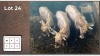 4X Goue Wildebees M:2 V/F:2 (Per Piece to take the lot/Per stuk om lot te neem)