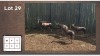 6X Blesbok V/F:6 (Per Piece to take the lot/Per stuk om lot te neem)